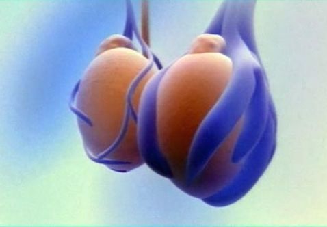 Фото:Болезнь «маленькие яички» - что делать?